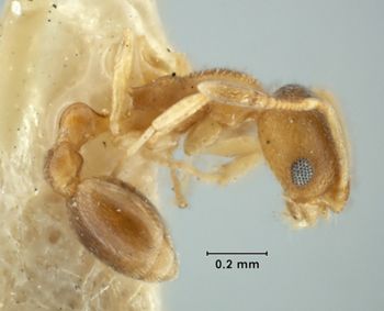 Media type: image;   Entomology 22887 Aspect: habitus lateral